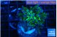 Euphyllia paraancora green purple 3-5 cm WYSIWYG acclimaté