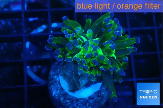 Euphyllia paraancora green purple 3-5 cm WYSIWYG acclimaté