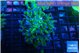 Euphyllia paraancora green purple 4-7 cm WYSIWYG acclimaté