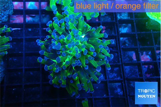 Euphyllia paraancora green purple 4-7 cm WYSIWYG acclimaté