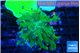 Euphyllia paraancora green purple 3-5 cm WYSIWYG acclimaté