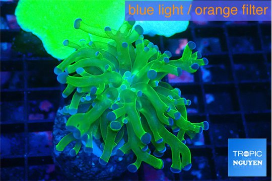 Euphyllia paraancora green purple 3-5 cm WYSIWYG acclimaté