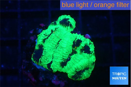 Favia reverse green 3 cm WYSIWYG acclimaté