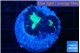 Caulastrea tiger green 2 polyps WYSIWYG acclimaté