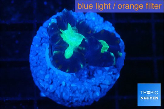 Caulastrea tiger green 2 polyps WYSIWYG acclimaté