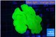 Montipora green cap 4-6 cm WYSIWYG acclimaté
