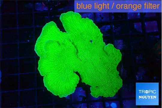 Montipora green cap 4-6 cm WYSIWYG acclimaté