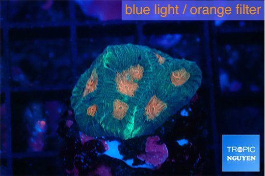 Favia orange green 2-3 cm WYSIWYG acclimaté