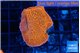 Montipora death spiral 3-4 cm WYSIWYG acclimaté