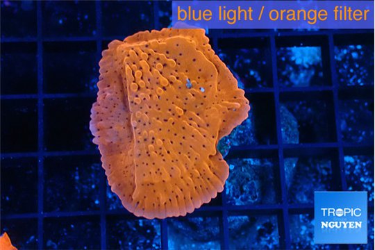 Montipora death spiral 3-4 cm WYSIWYG acclimaté