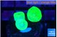 Caulastrea neon green 3 polyps WYSIWYG acclimaté