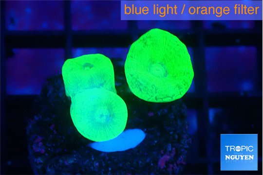 Caulastrea neon green 3 polyps WYSIWYG acclimaté