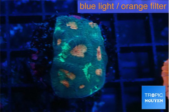 Favia orange green 3 cm WYSIWYG acclimaté