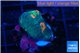 Favia orange green 2-3 cm WYSIWYG acclimaté