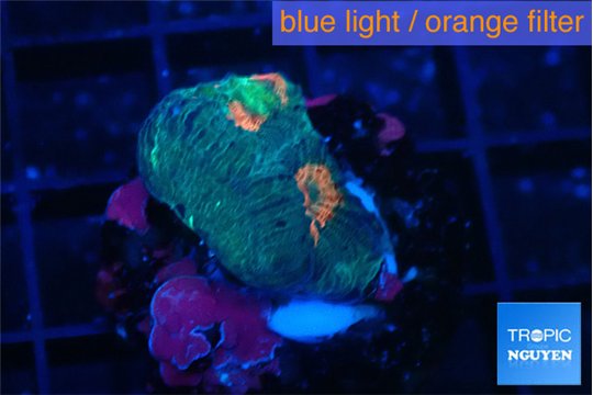 Favia orange green 2-3 cm WYSIWYG acclimaté