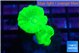 Caulastrea neon green 2-3 polyps WYSIWYG acclimaté
