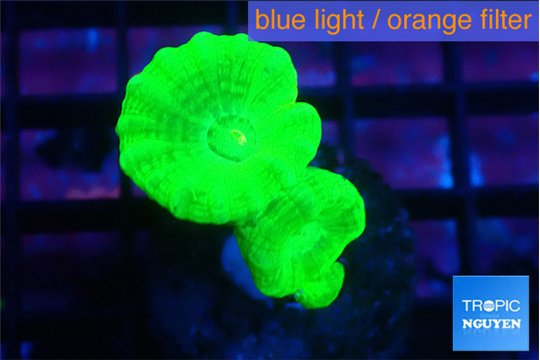 Caulastrea neon green 2-3 polyps WYSIWYG acclimaté