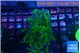 Euphyllia paraancora green purple 3-5 cm WYSIWYG acclimaté