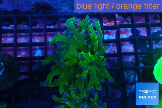 Euphyllia paraancora green purple 3-5 cm WYSIWYG acclimaté