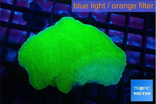 Montipora green cap 4-6 cm WYSIWYG acclimaté