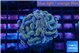 Euphyllia parancora ivory golden 2-4 cm WYSIWYG acclimaté