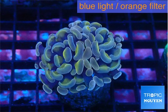 Euphyllia parancora ivory golden 2-4 cm WYSIWYG acclimaté