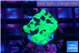 Favia reverse green 3 cm WYSIWYG acclimaté