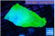 Montipora green cap 3-5 cm WYSIWYG acclimaté