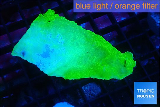Montipora green cap 3-5 cm WYSIWYG acclimaté