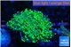 Euphyllia yaeyamaensis green 4-8 cm WYSIWYG acclimaté