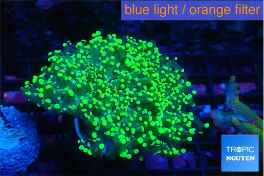 Euphyllia yaeyamaensis green 4-8 cm WYSIWYG acclimaté