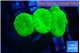 Caulastrea neon green 4 polyps WYSIWYG acclimaté