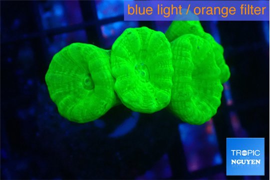 Caulastrea neon green 4 polyps WYSIWYG acclimaté