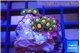 Zoanthus sunset kiwi 2-3 cm WYSIWYG acclimaté