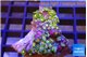 Zoanthus mixed color 3-4 cm WYSIWYG acclimaté