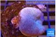 Sarcophyton long polyps 5-8 cm WYSIWYG acclimaté