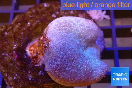 Sarcophyton long polyps 5-8 cm WYSIWYG acclimaté