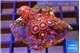 Zoanthus mixed color 3-4 cm WYSIWYG acclimaté