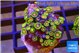 Zoanthus sunset kiwi 2-3 cm WYSIWYG acclimaté