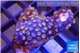 Zoanthus mayans 3-4 cm WYSIWYG acclimaté