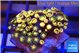 Zoanthus fusion 2-3 cm WYSIWYG acclimaté