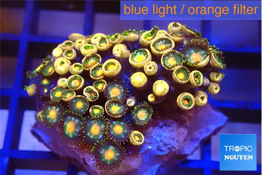 Zoanthus fusion 2-3 cm WYSIWYG acclimaté