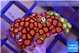 Zoanthus mixed color premium 2-3 cm WYSIWYG acclimaté