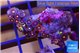 Zoanthus red purple 2-3 cm WYSIWYG acclimaté