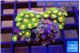 Zoanthus mixed color 3-4 cm WYSIWYG acclimaté