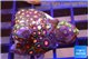 Zoanthus mixed color 2-4 cm WYSIWYG acclimaté