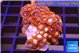 Zoanthus red 3-4 cm WYSIWYG acclimaté