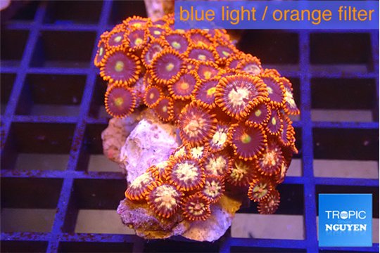 Zoanthus red 3-4 cm WYSIWYG acclimaté