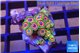 Zoanthus mayans 2-3 cm WYSIWYG acclimaté
