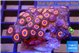Zoanthus red loop 3-4 cm WYSIWYG acclimaté
